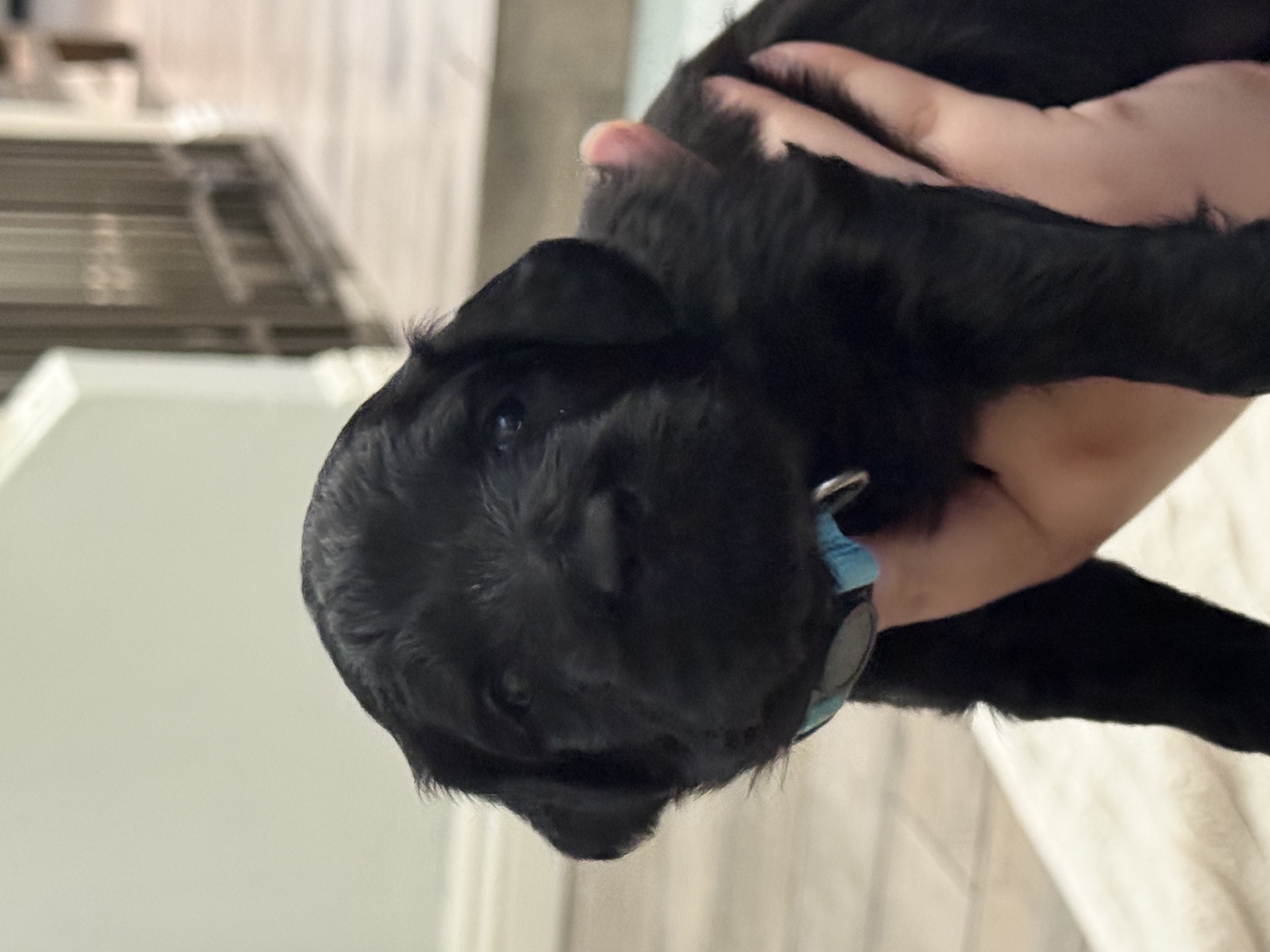 Blue Girl Giant Schnoodle puppy